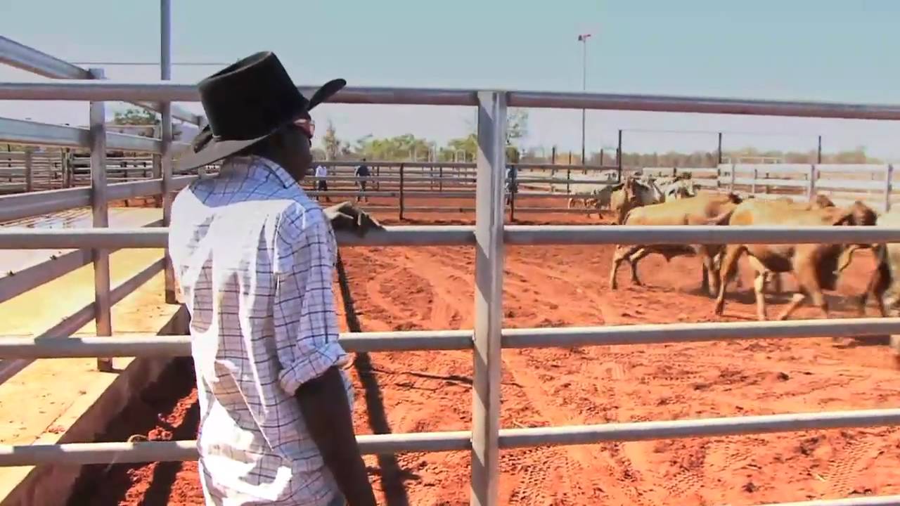 Livestock exports  - Official opening of the Broome cattleyards