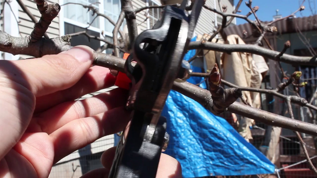 Grafting Tool Review with Grafting Results