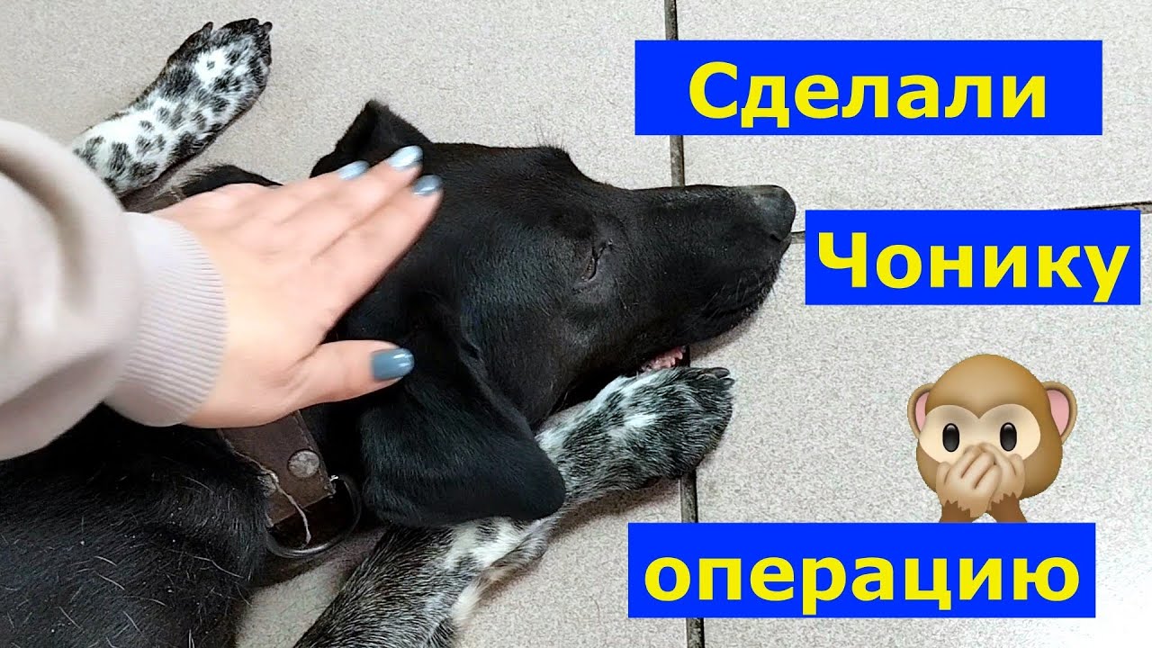 VLOG 15-20.10.2025г. Залетела синичка.Щенки уже сами едят.Муравей застрял. #прожизнь  #животные