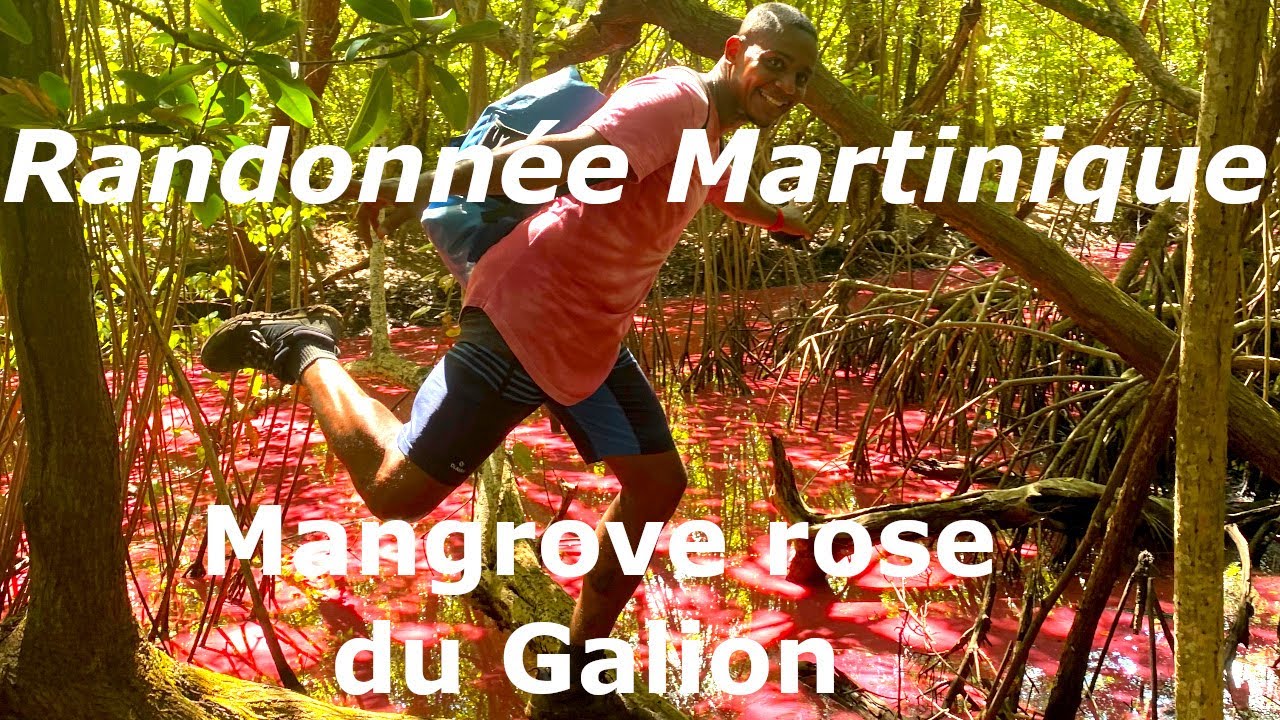Randonnée entre Robert et Trinité à la recherche de la Mangrove Rose du Galion - Martinique - 4K