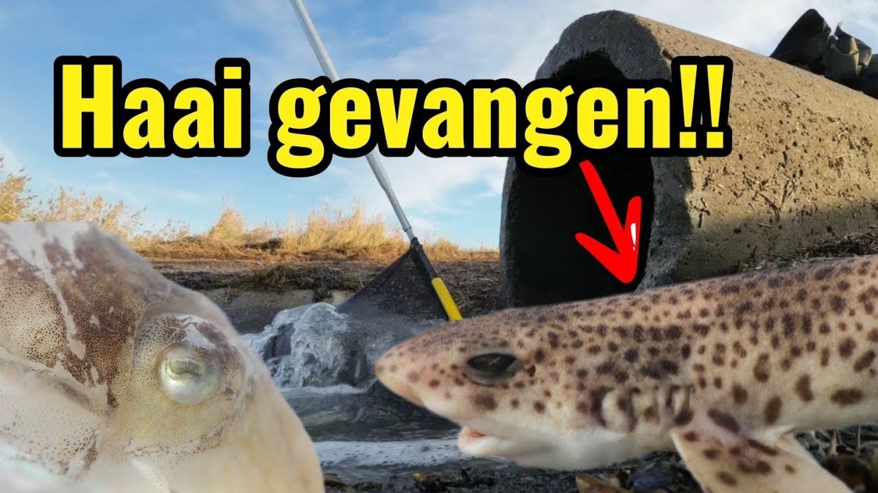 HAAIEN, INKTIVISSEN en meer in de Westerschelde!!