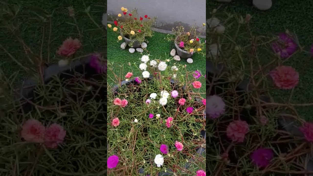 #selawatmerdu #portulacaflower
