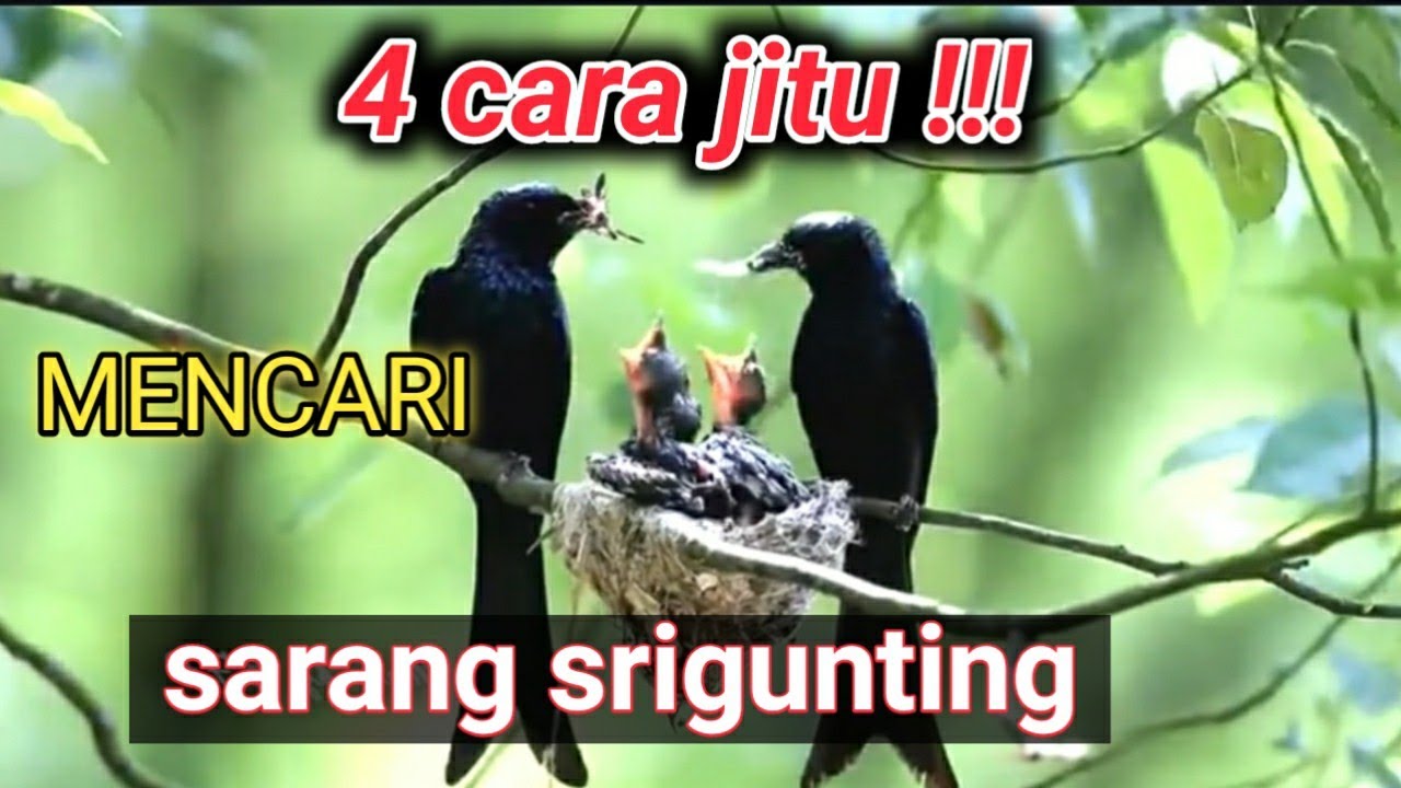 cara mencari sarang srigunting & Awar awar