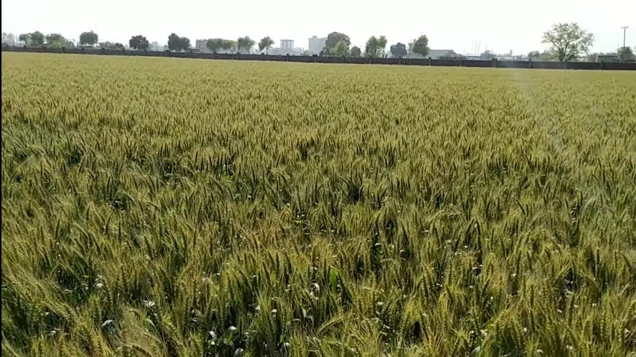 gehun Karan Vandana DBW 187 गेहूं न्यू वैरायटी (MP) 2023