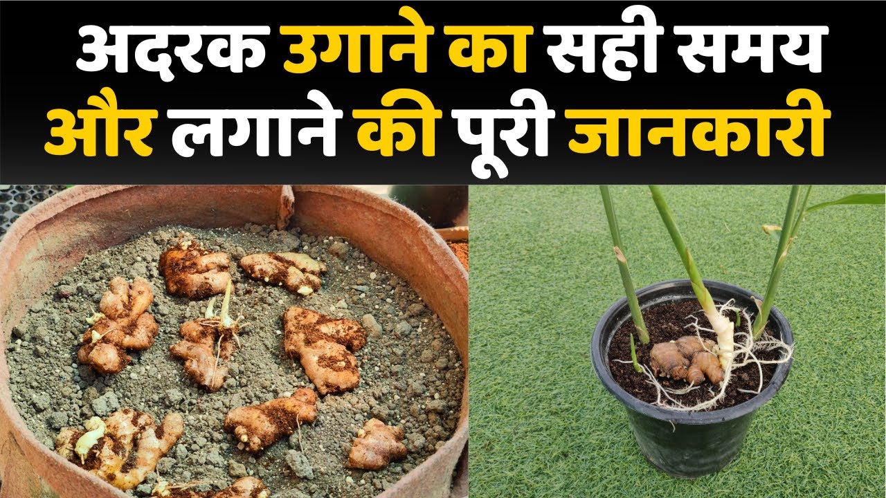 अदरक उगाने का सही समय और लगाने की पूरी जानकारी | Adrak kaise ugayen | Grow Ginger / Adrak in Pot