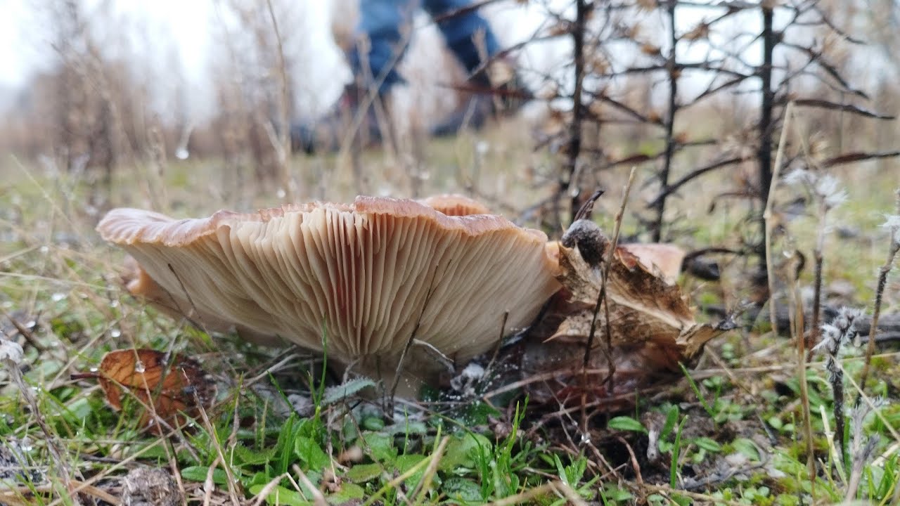 SETAS DE CARDO XXL. &iexcl;DICIEMBRE 2022!. PLEUROTUS ERYNGUII.