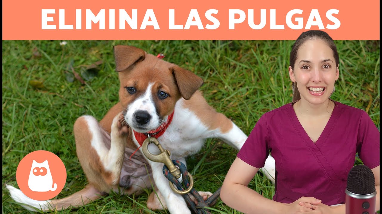 Cómo ELIMINAR las PULGAS en PERROS 🐶🕷️ | 7 Métodos Efectivos ✅