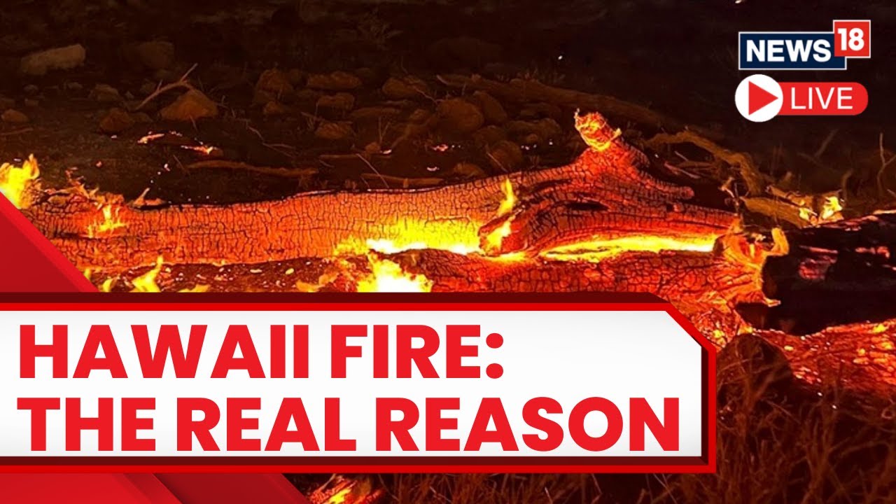 Maui Fires Today Live | Maui Wildfires Death Toll Climbs To 55 | Maui Wildfires | Hawaii Wildfires