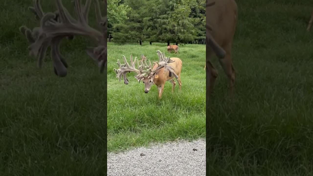 #deerlife #40millionviews #somebodyswatchingme