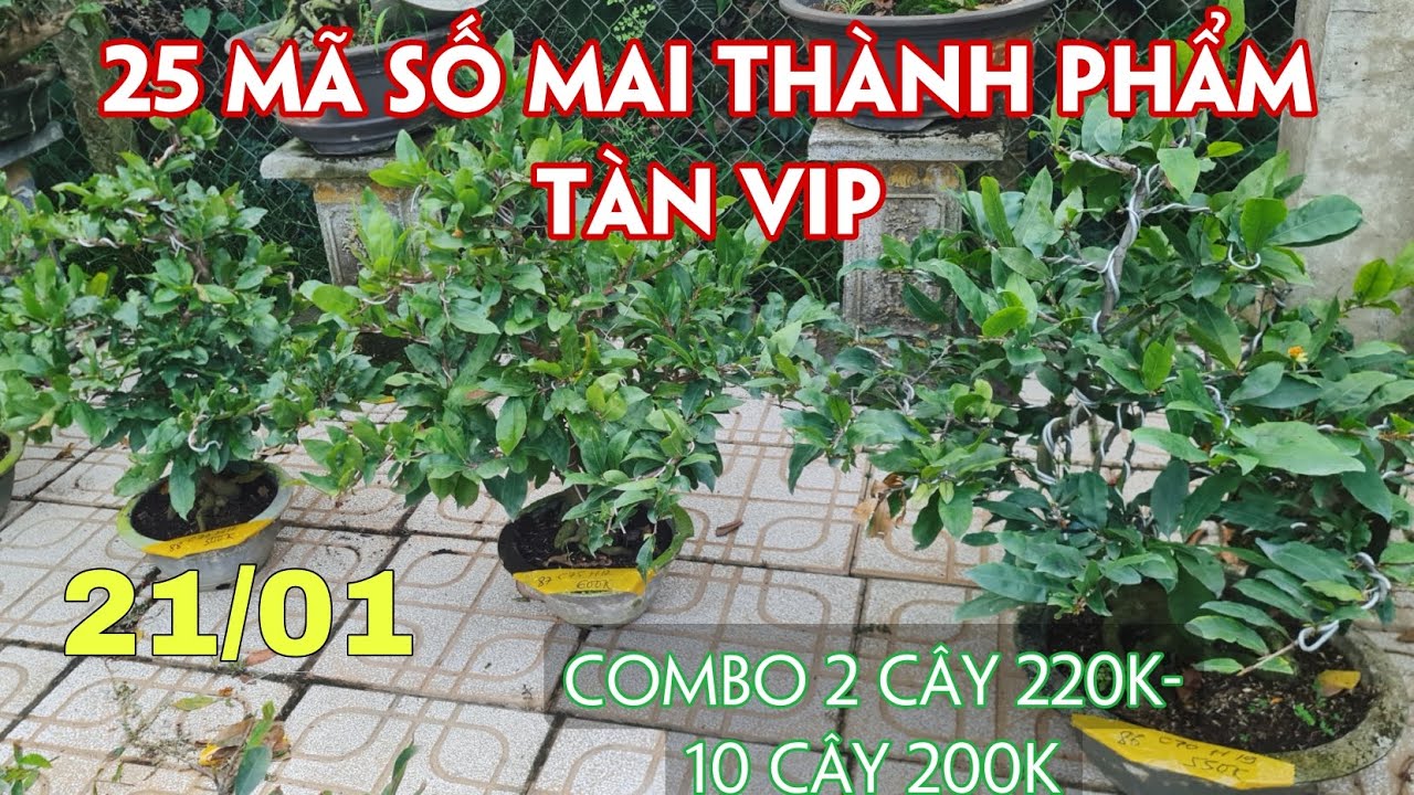 21/01. 25 Mã Số, Combo Mai Chơi Tết Nhiều Cỡ, Nhiều Giống.☎Trang 0359910781