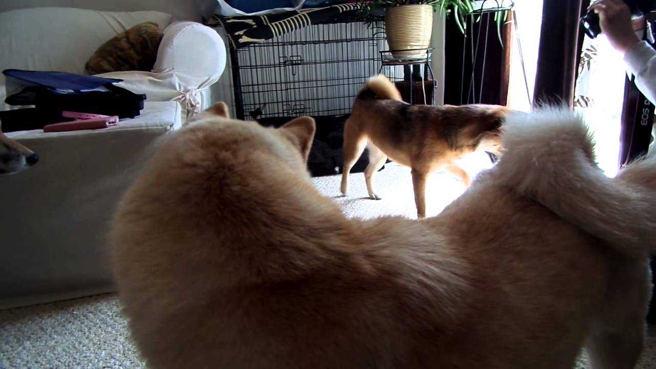 Shiba Inu Playdate: Katniss, Panda, Buddy and Tiki