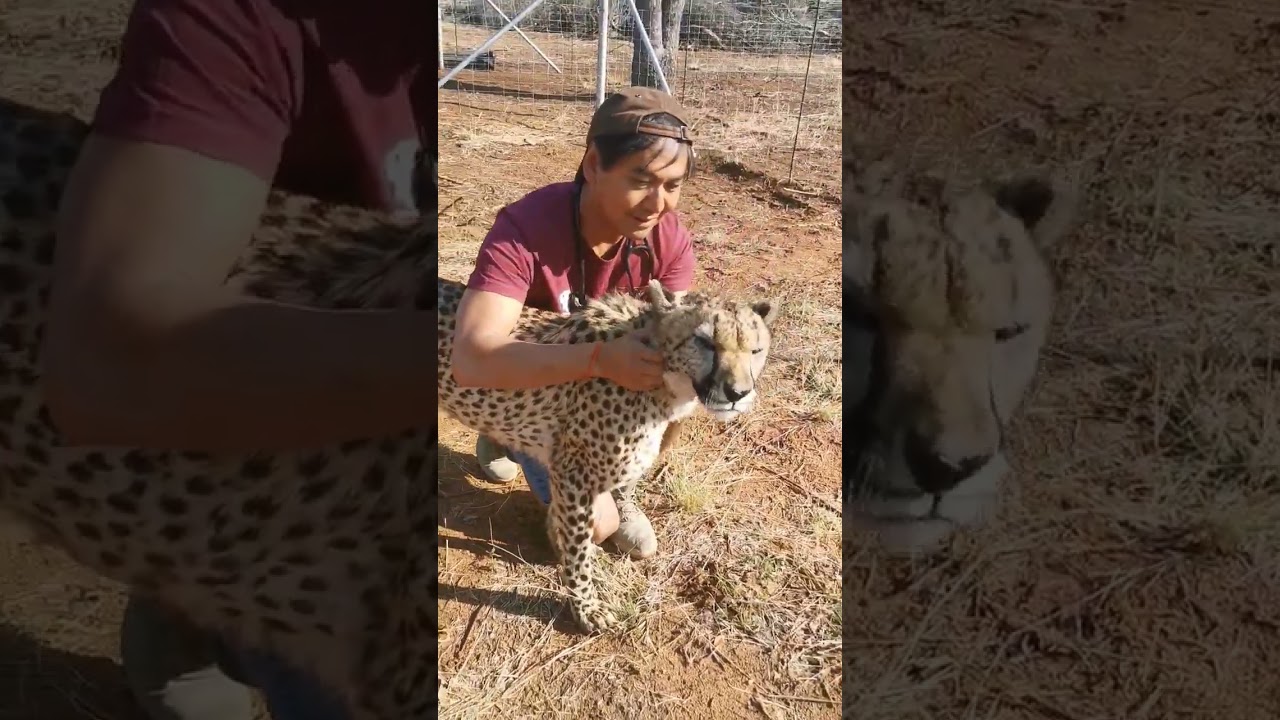 Cheetah purrs ❤️ with my heart ❤️