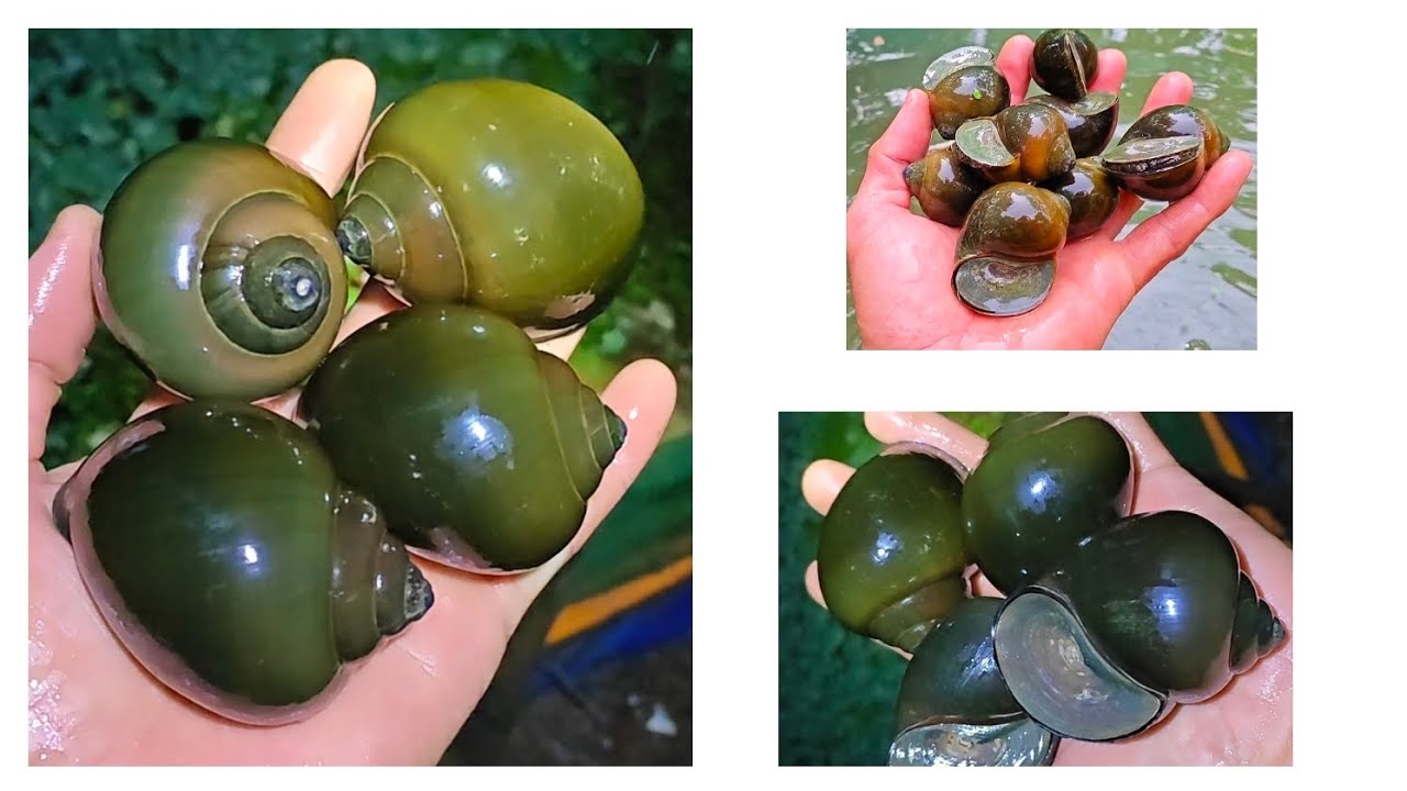 Cập nhật giá ốc thương phẩm cuối tháng 12   tăng giá và tình hình nuôi ốc bể bạt k cần thay tập 7