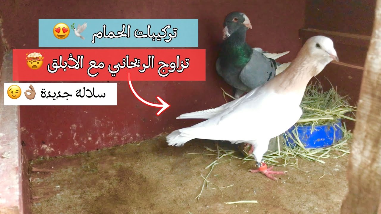 التجربة الناجحة || تهجين الحمام الأبلق الشامي مع الريحاني 🕊😍