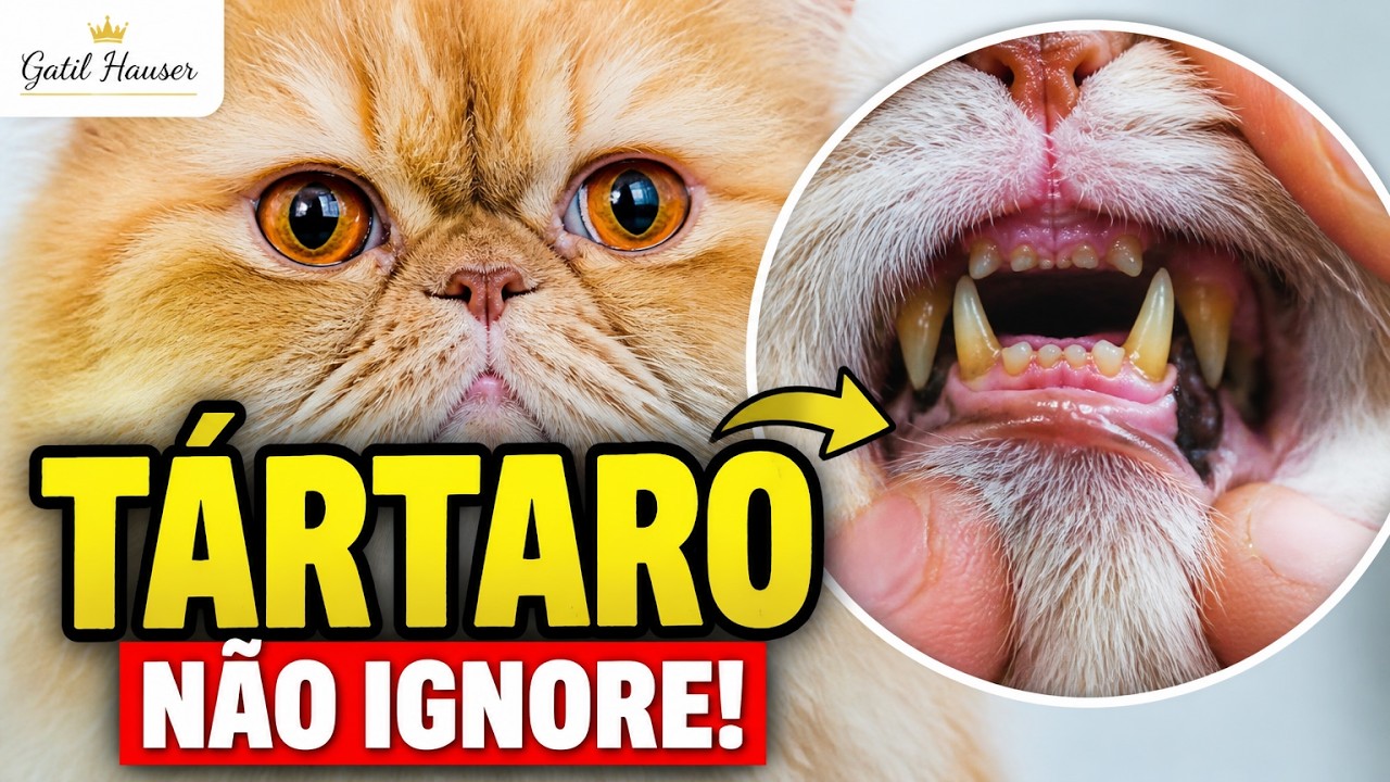 TÁRTARO em gatos e cachorros - Gatil Hauser