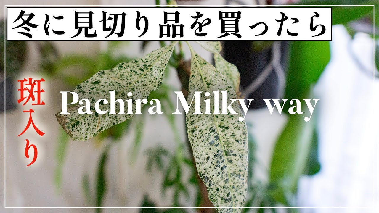 【レア植物】見切り品のミルキーウェイ｜後半はアロカシアの現在の様子｜vlog