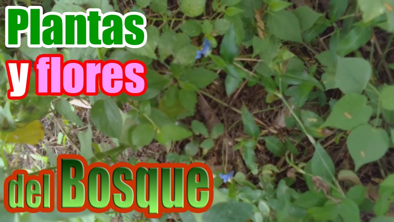 Plantas y flores del bosque