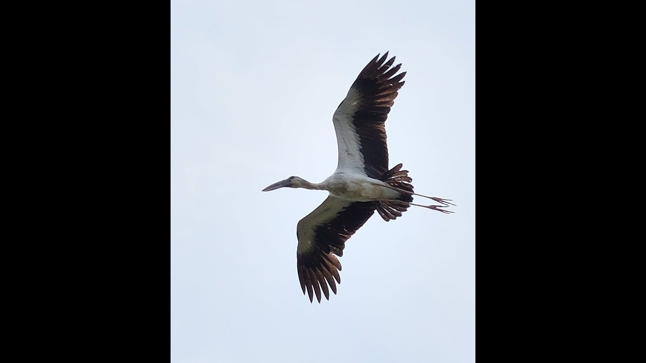 Asian openbills seen at khlong ya lake in Thailand sept/oct 2025 #birds #wildlife #nature