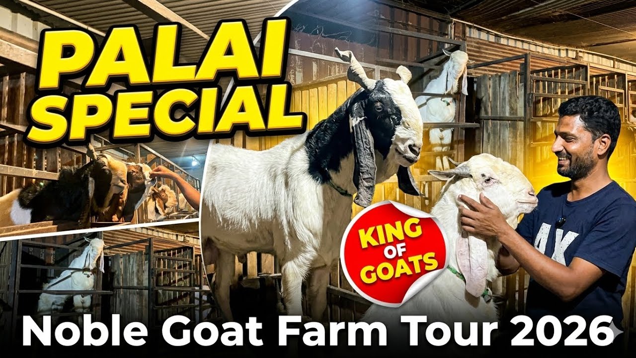 Palai Ke Specialist Farm In Solapur | Noble Goat Farm Super Results In Goats Weight Gain.