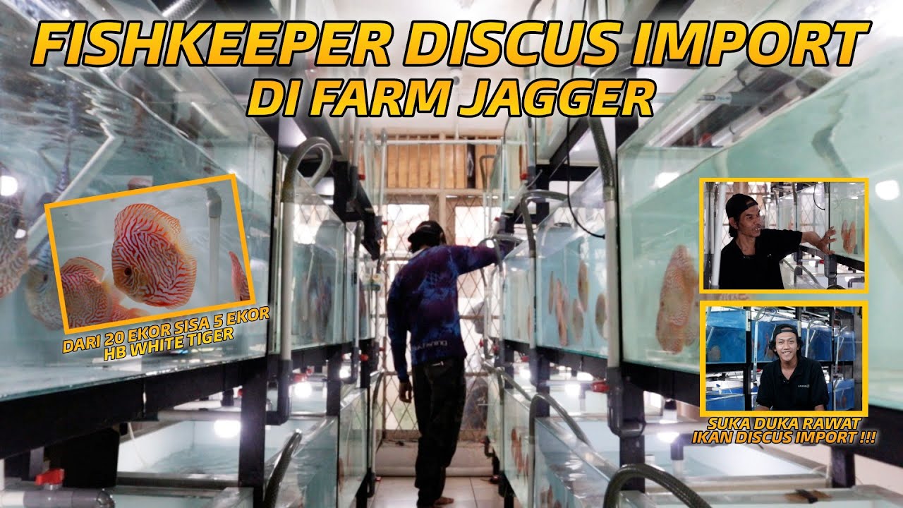 NGOBROL BARENG FISHKEEPER JAGGER !!! SUKA DUKA MERAWAT IKAN DISCUS IMPORT!!!