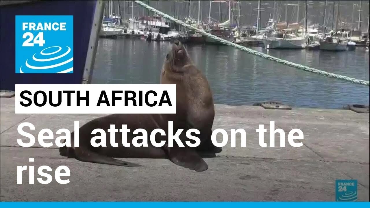 What's behind South Africa's rise in seal attacks? &bull; FRANCE 24 English