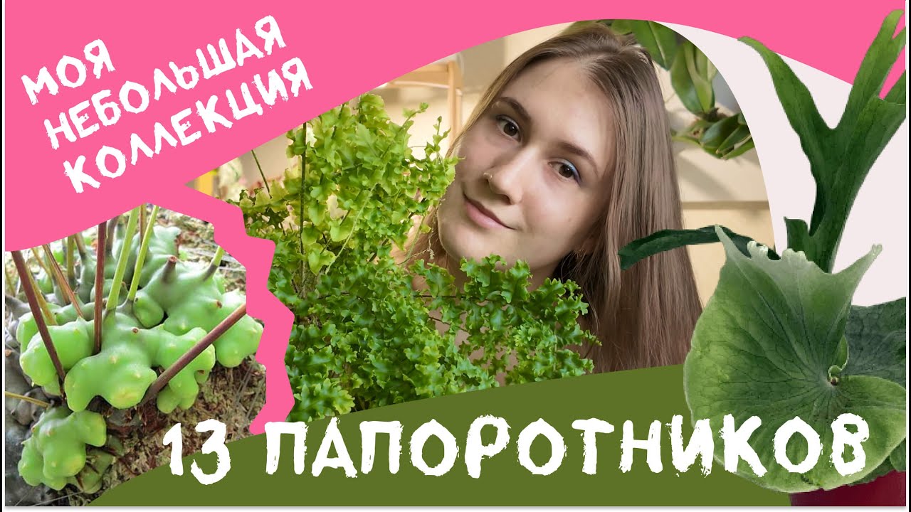 Моя Коллекция Папоротников. Люблю Инопланетные Растения. Платицериум Супербум, Леканоптерис и другие