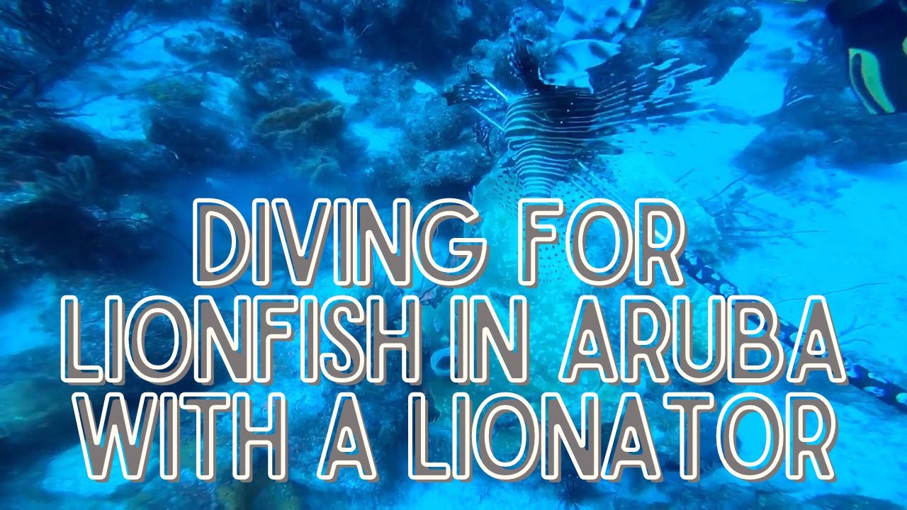 Wreck Diving-Lionfish in Aruba over 20 kills with a Lionator Spear includes 2 fish on the spear!
