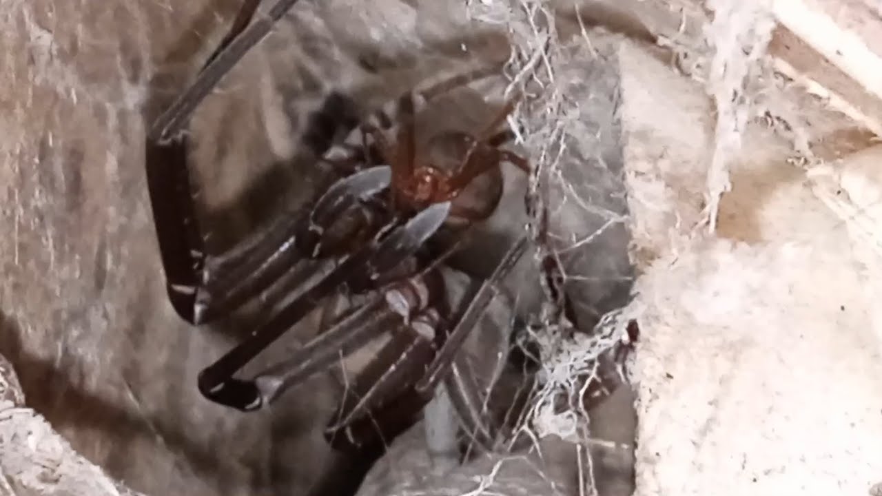 Feeding Red House Spiders To The Kukulcania Spider