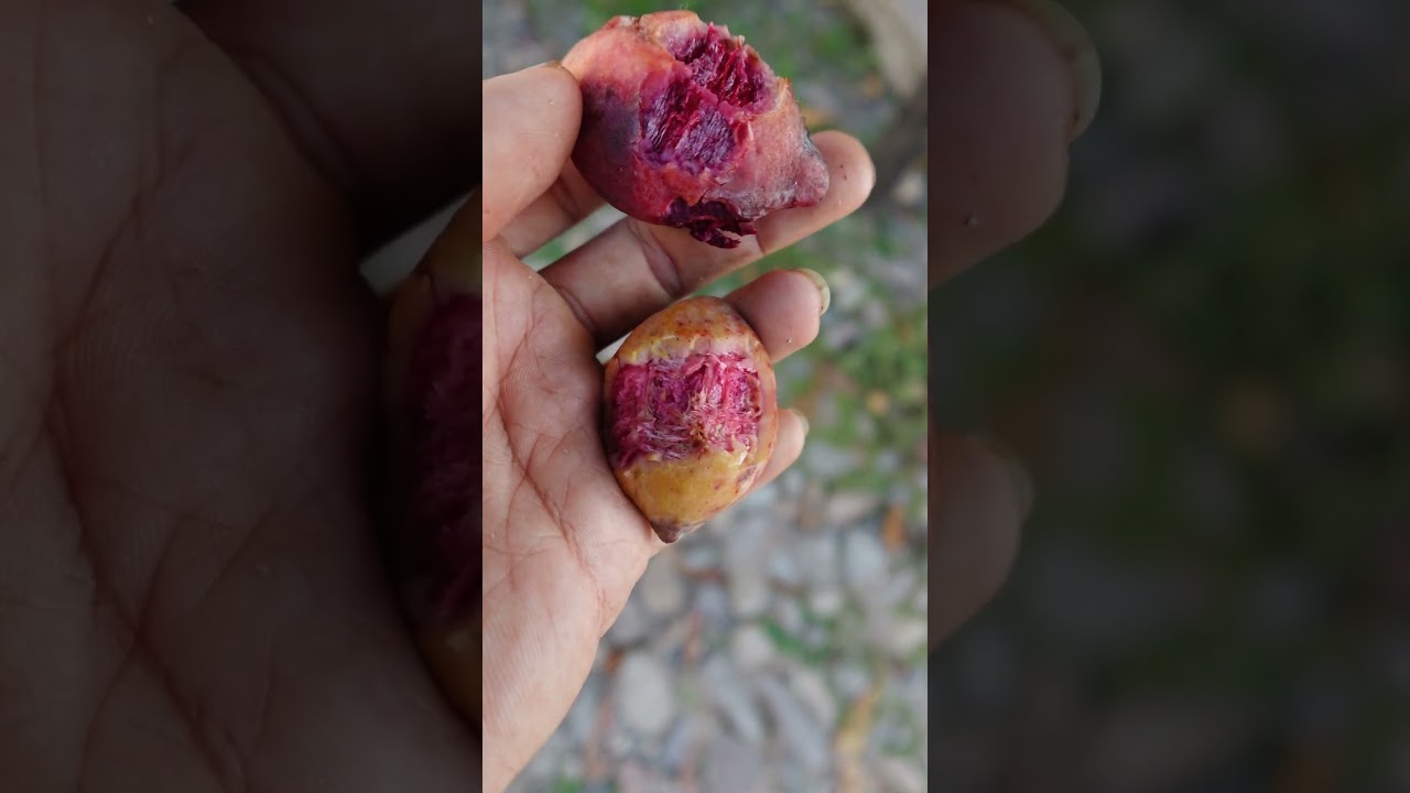 Almendras o Almendr&oacute;n #almendras #almendra #almond #almonds #frutas #fruits #&aacute;rboles #trees #plantas