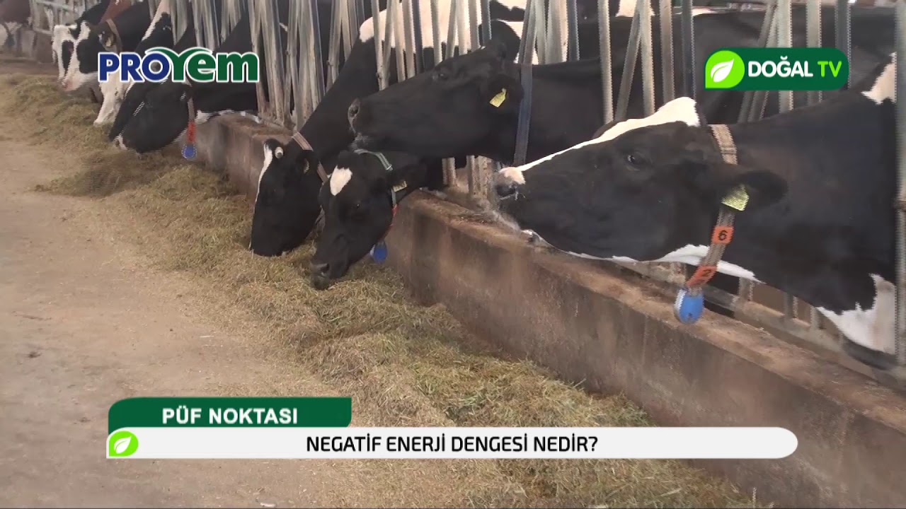 Sığırlarda negatif enerji dengesi