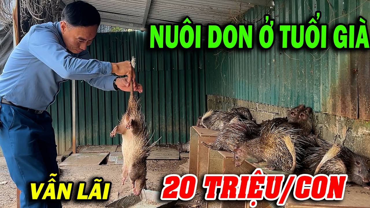 NUÔI DON Ở TUỔI GIÀ - VẪN LÃI 20 TRIỆU/1 CON | CHĂN NUÔI VIỆT