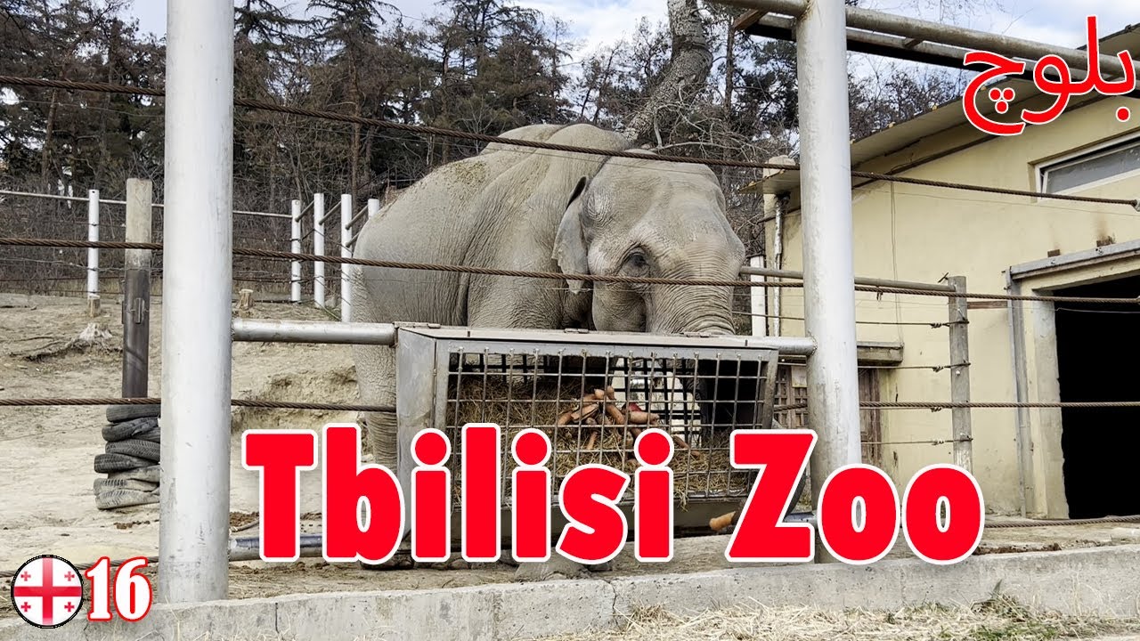 Reviewing The Zoo of Tbilisi  || Baloch Traveler