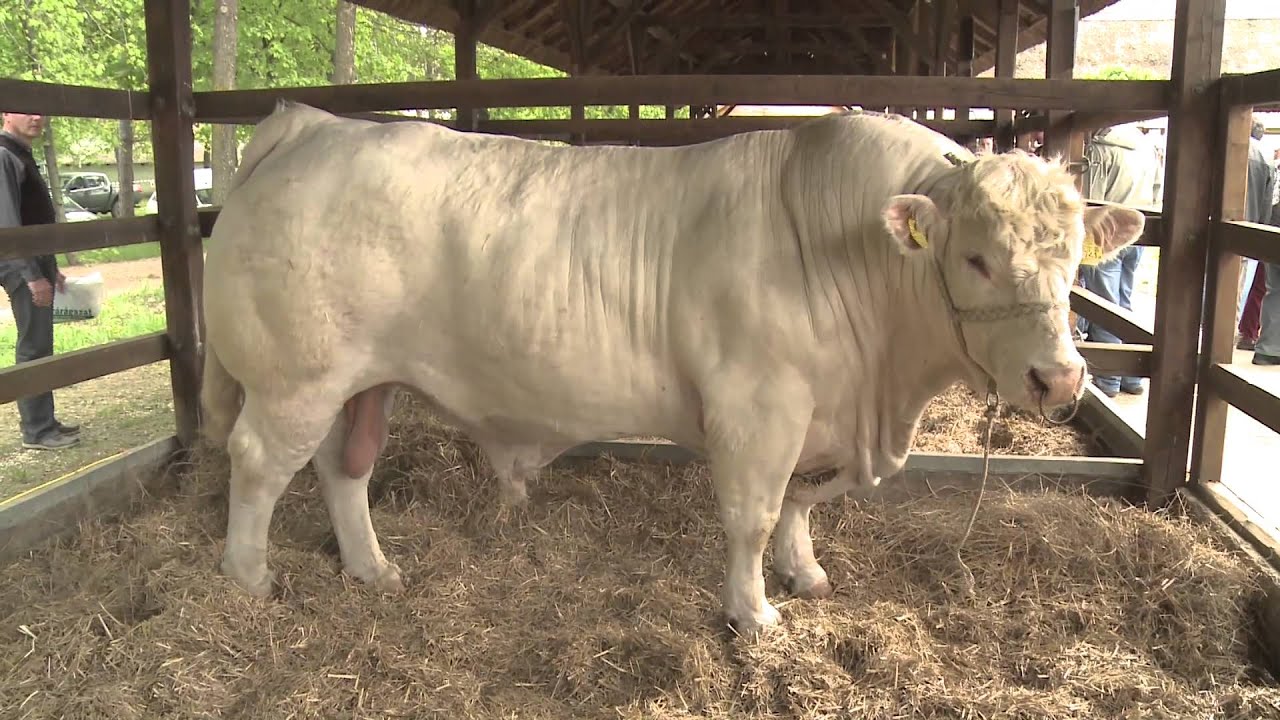 Charolais, az ideális húsmarha