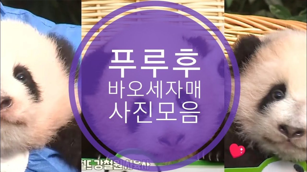 푸루후 아기사진모음(@user-db5fc3qu3u)