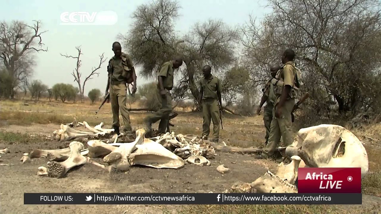 Zimbabwe battling to deal with new methods of poaching