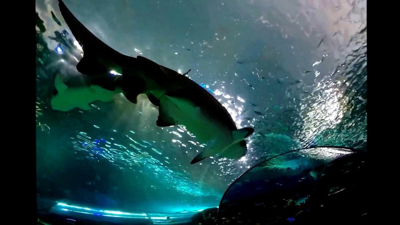 Ripley's Aquarium of Canada - Toronto