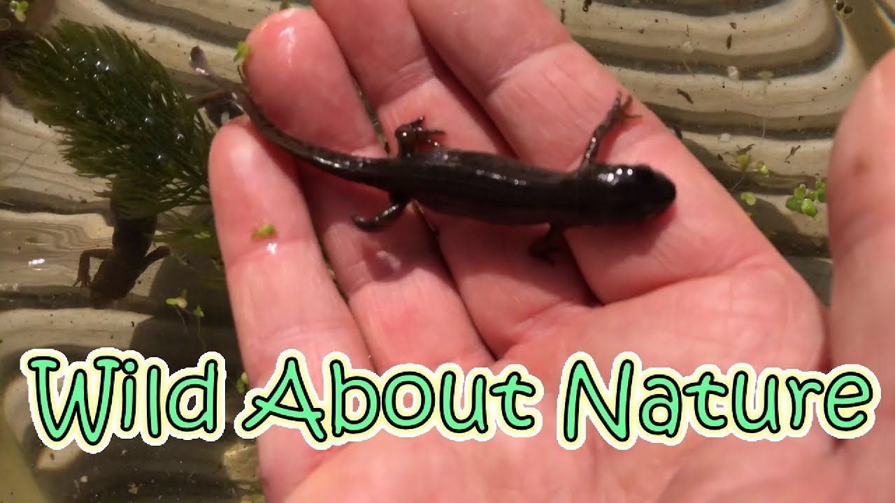 There Be Dragons Part 1 - Palmate Newt Identification