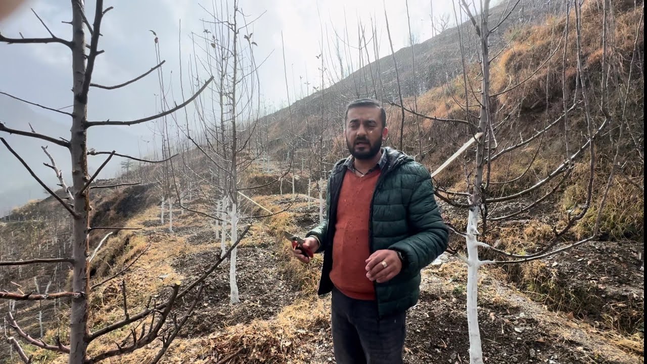 Medium Density Orchard Pruning by Avnish Chauhan🌲🍎