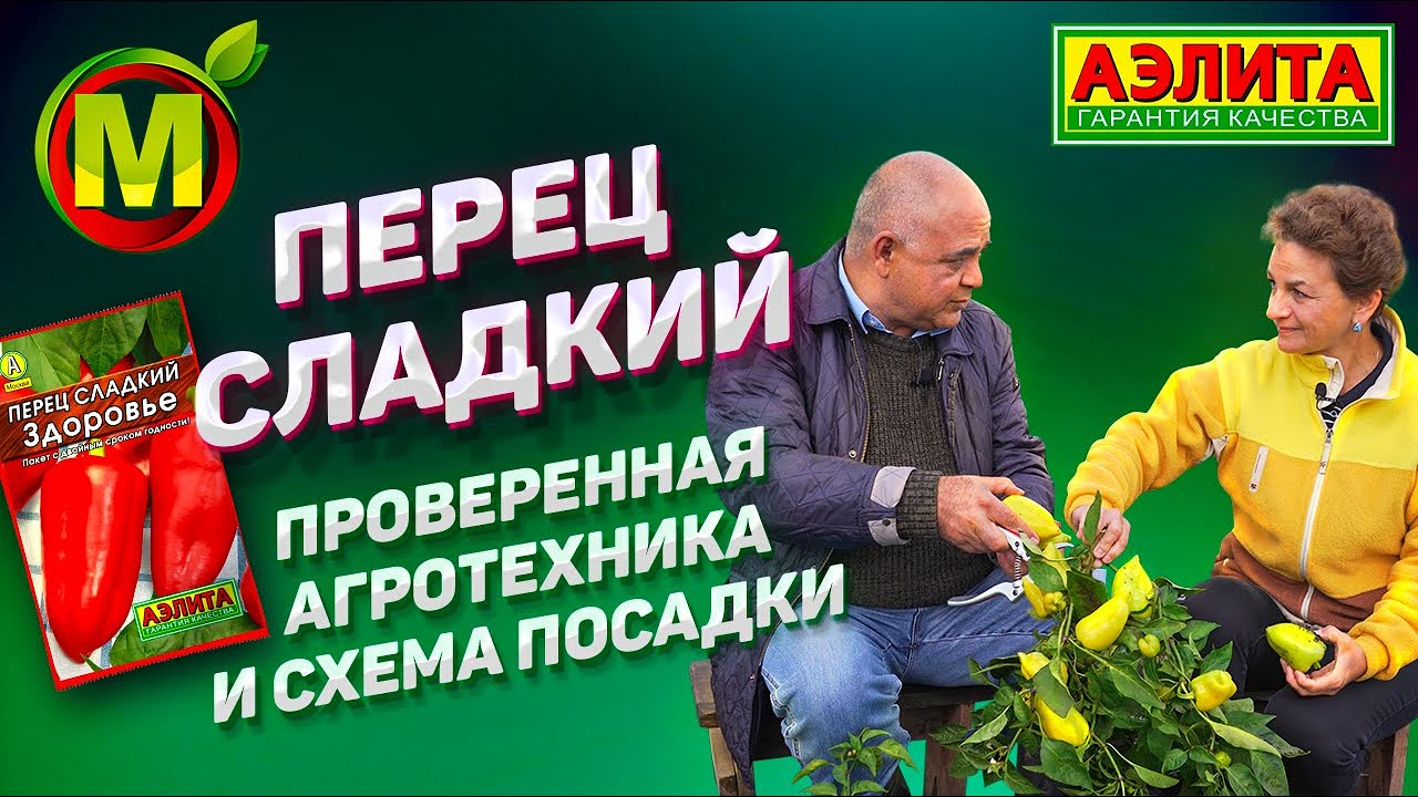Перец Сладкий в Открытом Грунте – Агротехника и Схема Посадки