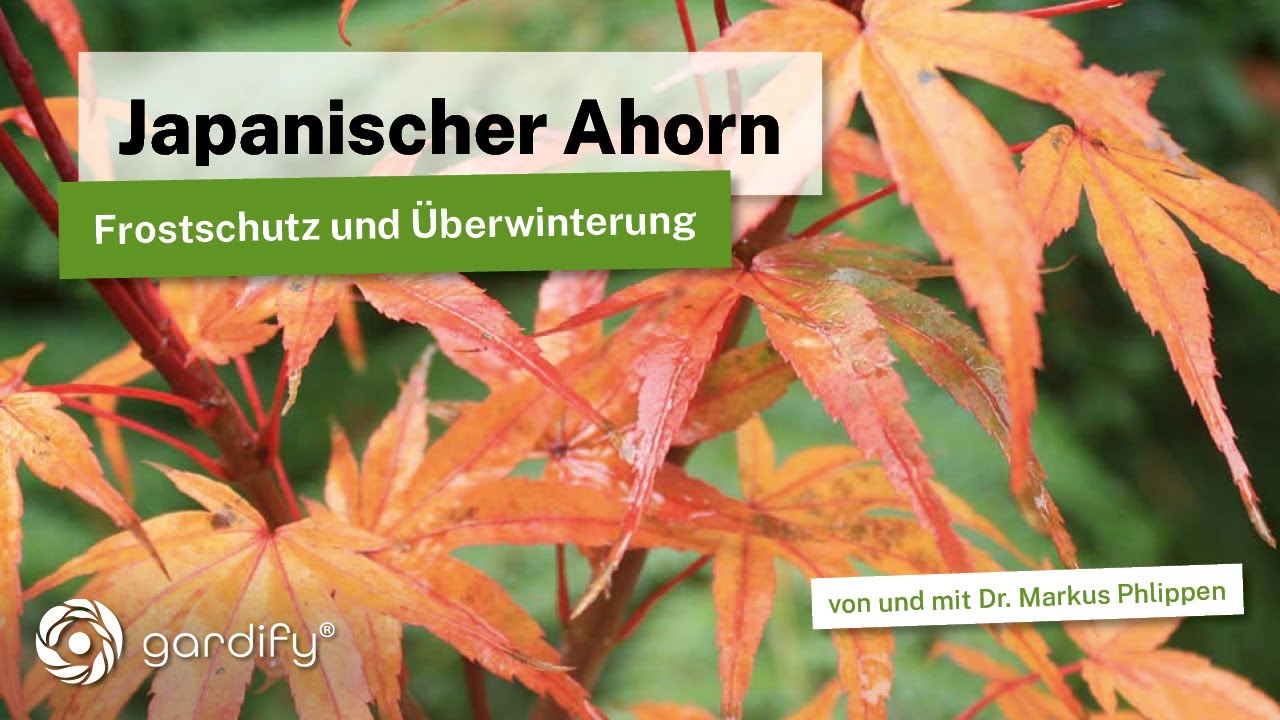 Japanischen Ahorn im Kübel vor Frost schützen – Einfache Tipps für den Winter!