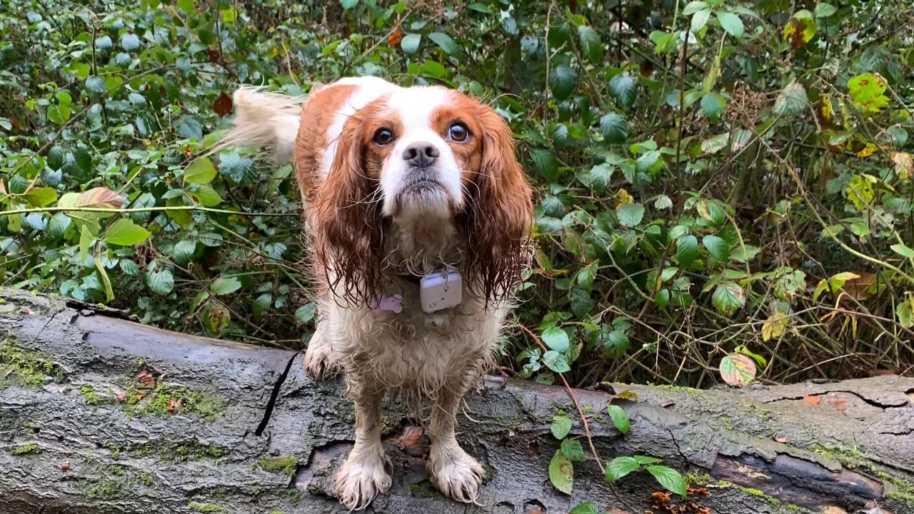 Walkies Hurst Woods Autumn 2020