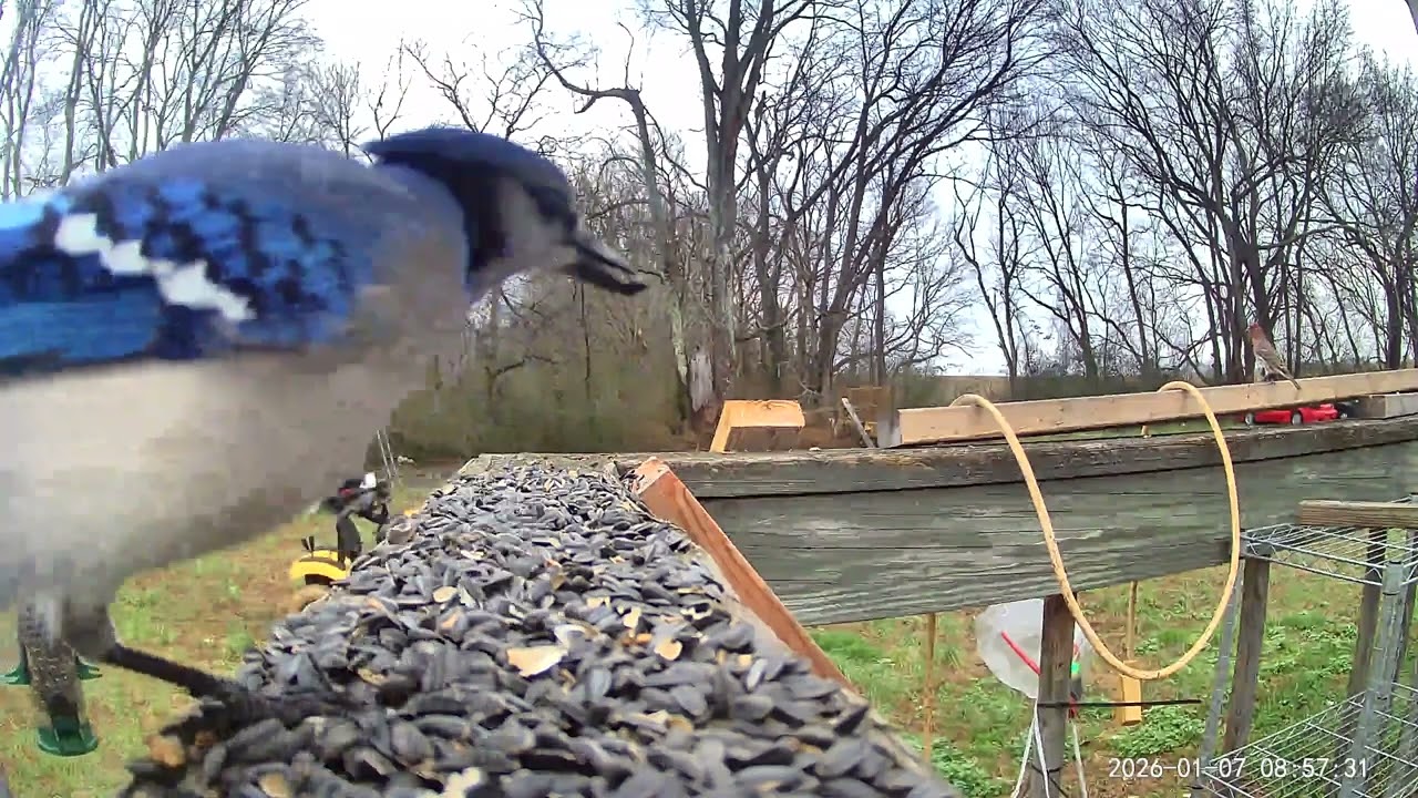 Birds ASMR 