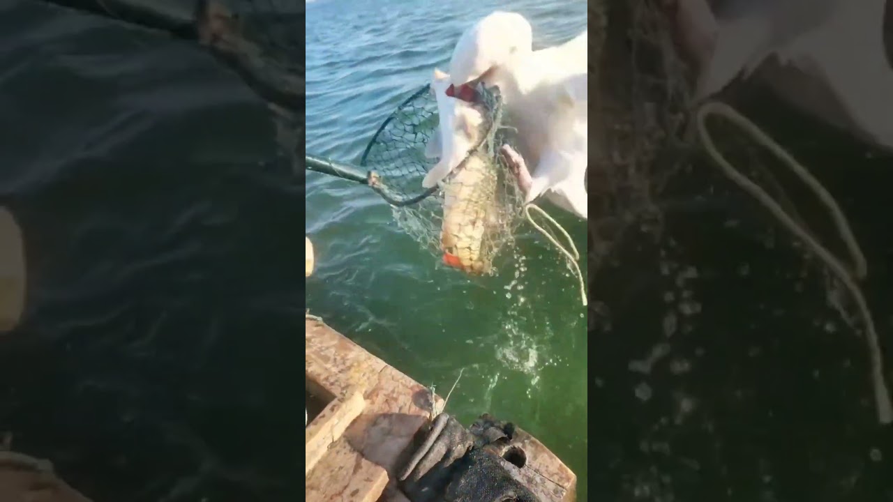 Cara Nelayan Tradisional Menangkap Ikan