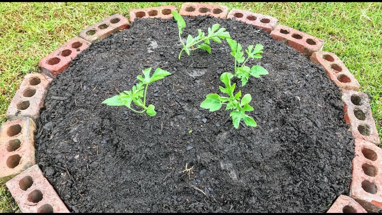 Growing Watermelon on a Hill to Save Garden Space