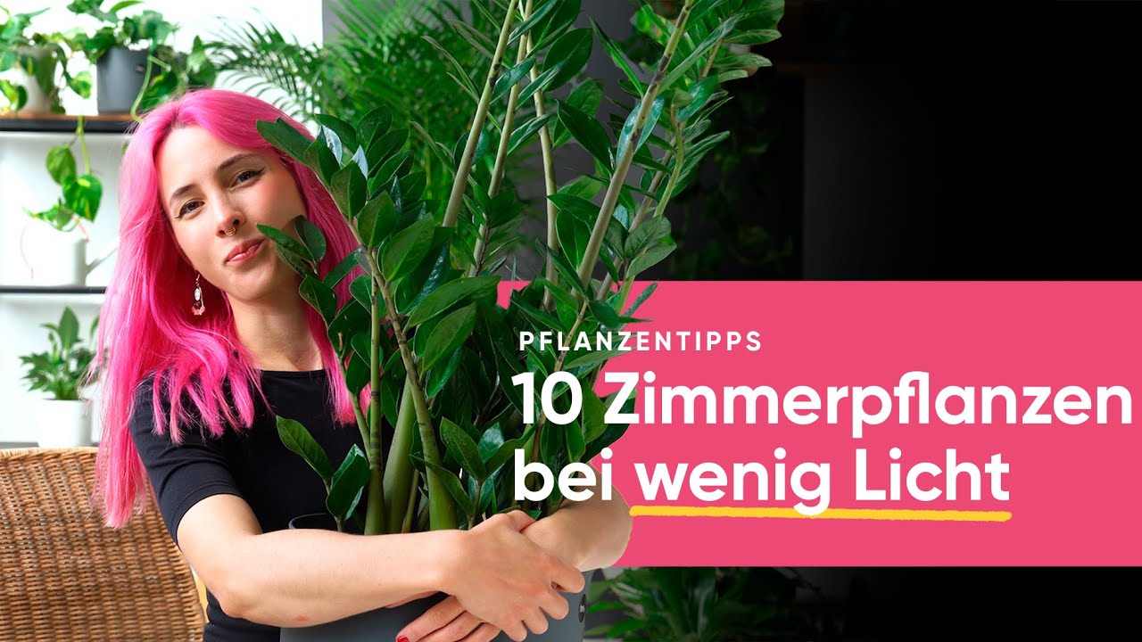 10 Pflanzen, die in dunklen R&auml;umen mit wenig Licht &uuml;berleben | feey 🌱
