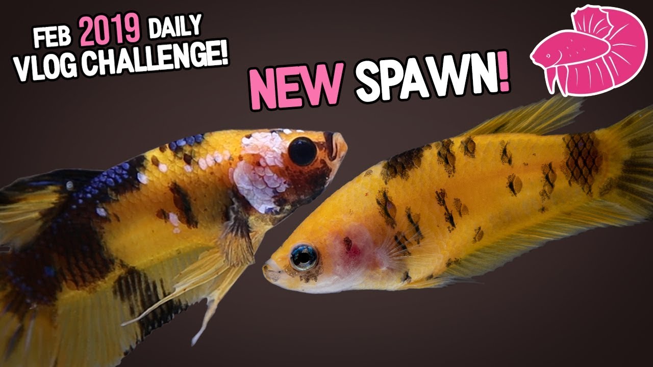 Stunning Betta Fish Spawn - I Have Baby Bettas!