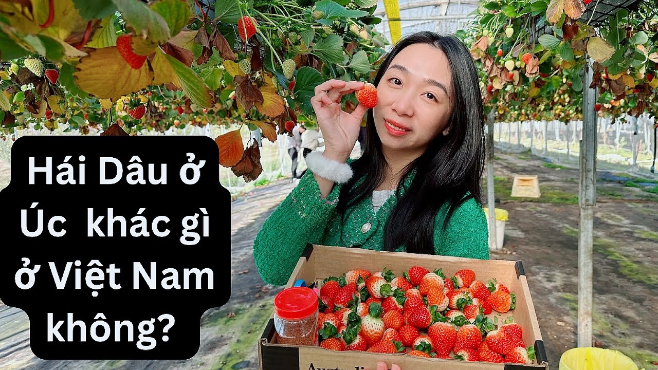 Strawberry picking Du lịch và tham quan vườn Dâu tại Úc được treo trên cao rất độc đáo cùng nhà Dâu.
