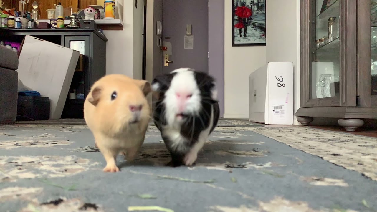 Guinea pigs running after the veggies (in slow motion)