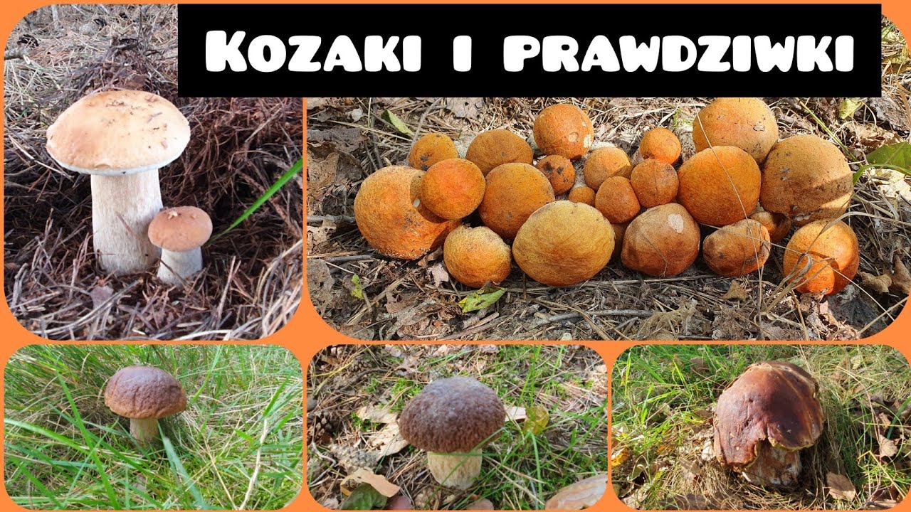 GRZYBY Kozaki czerwone i Prawdziwki.....