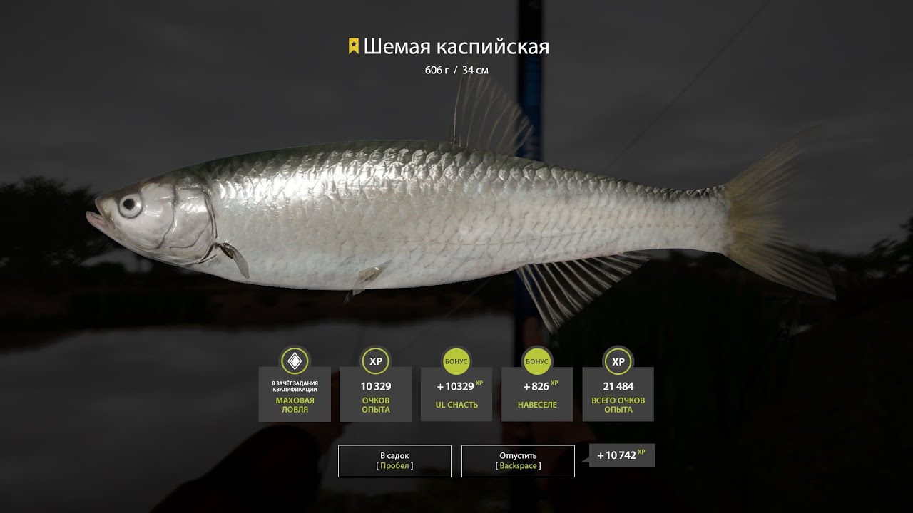 Русская рыбалка 4. Russian fishing 4. р. Ахтуба. Шемая каспийская трофей, чехонь, пузанок, сельдь.
